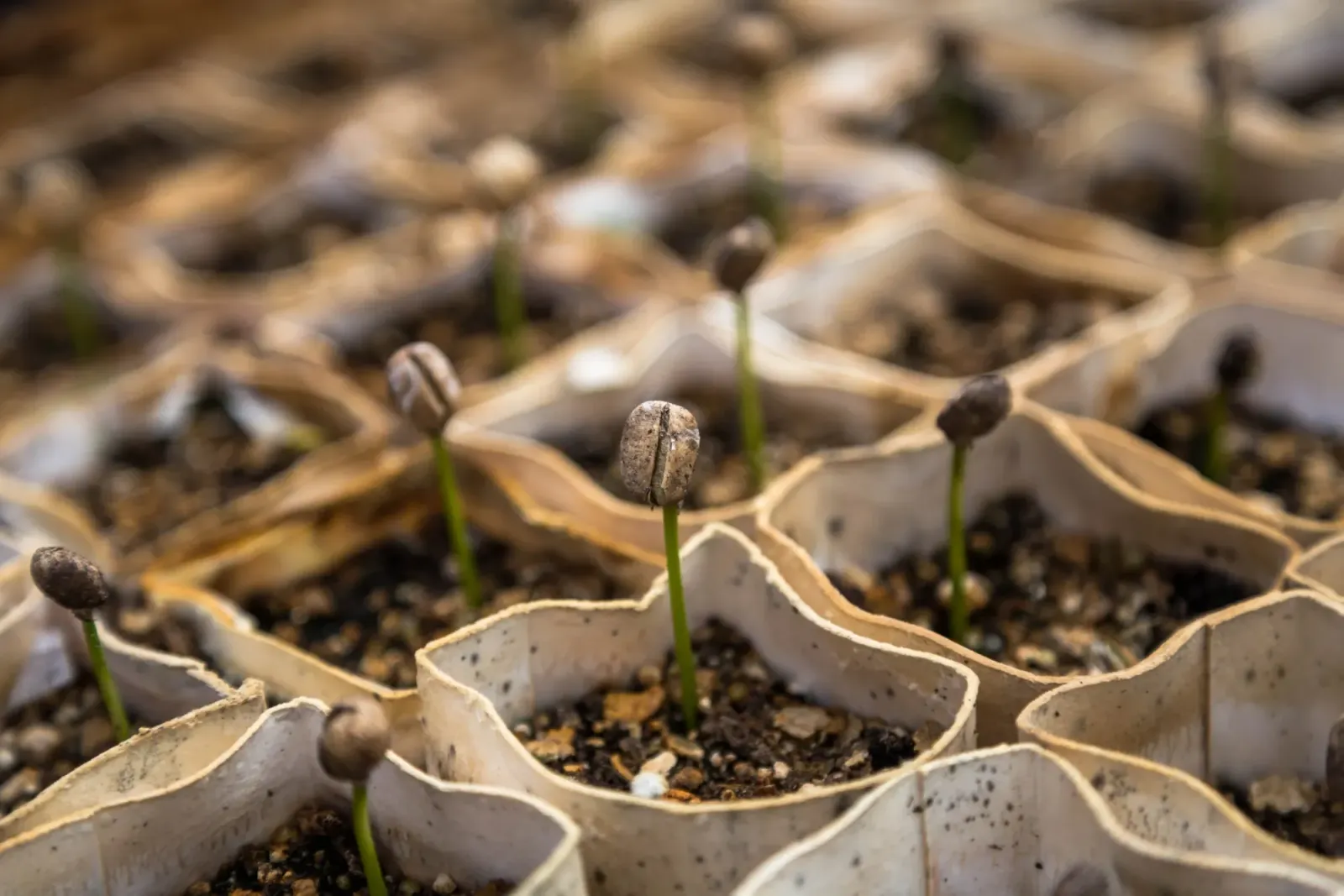 Seedlings growing in cardboard planting cells.